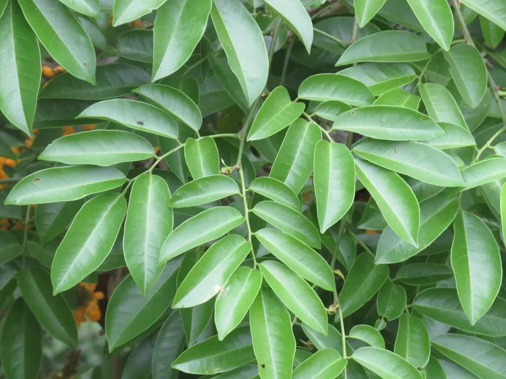 Platymiscium Trinitatis