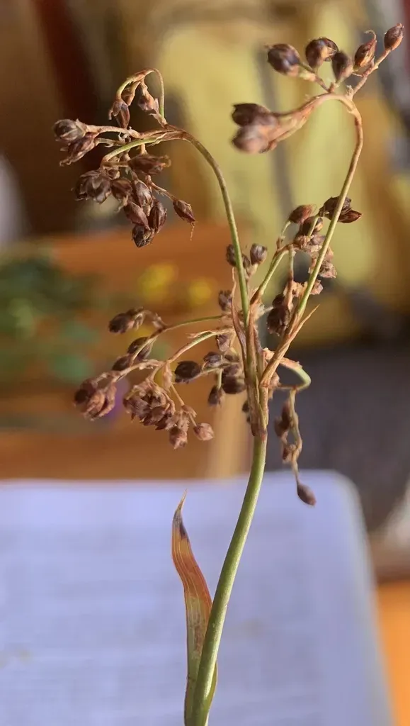 Hitchcock's Wood-rush