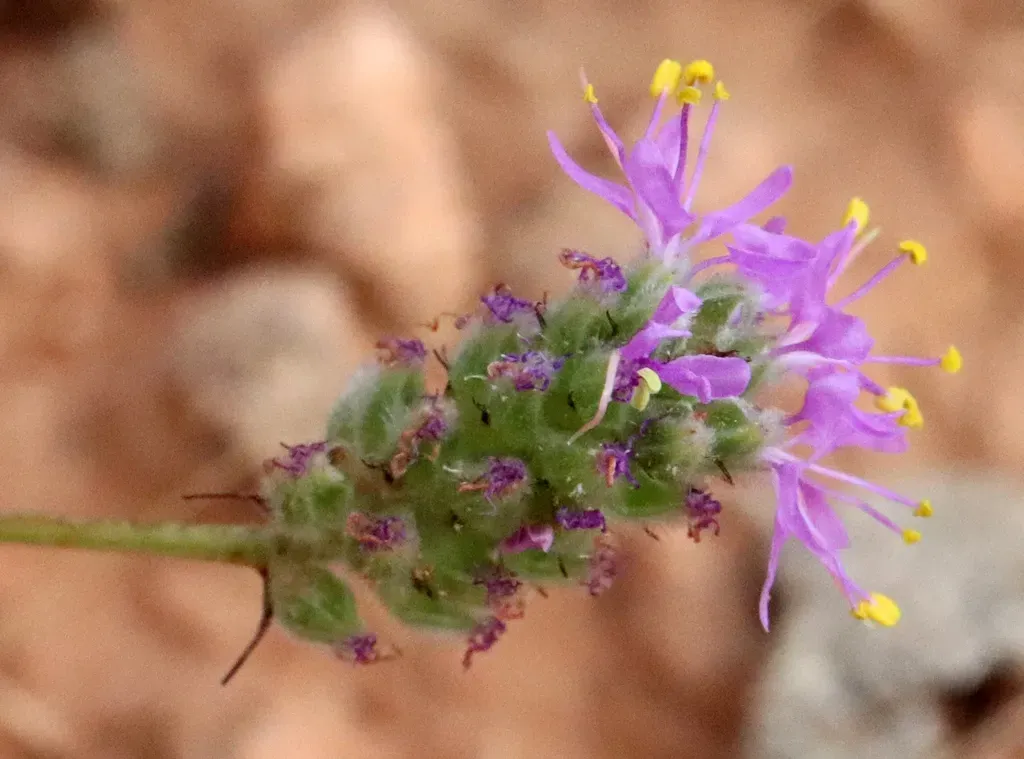 Slimleaf Prairie Clover