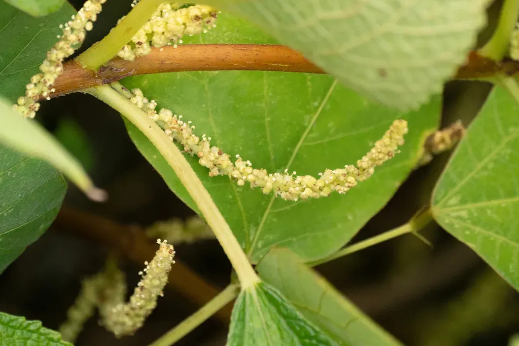 Boehmeria Splitgerbera