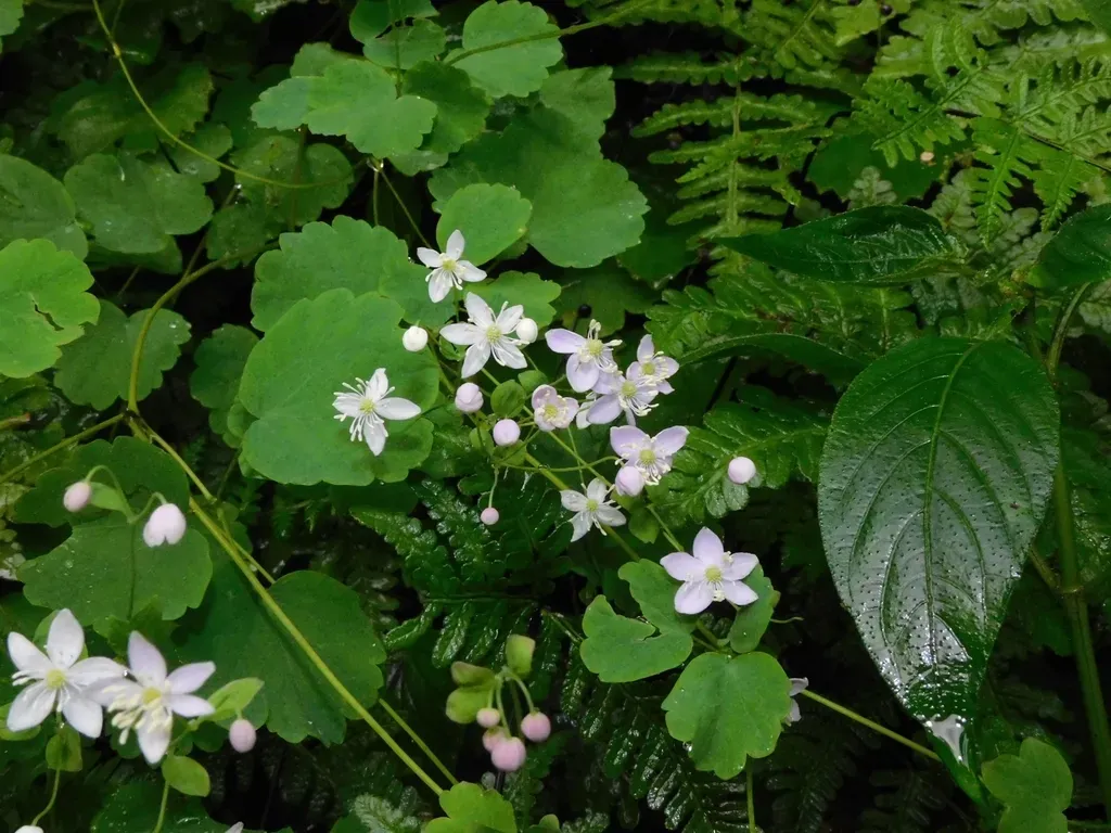 Thalictrum Nainitalense