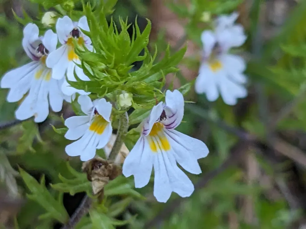 Euphrasia Cuspidata