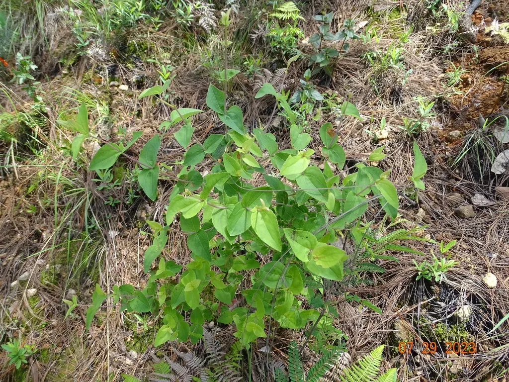Ageratina Jaliscensis