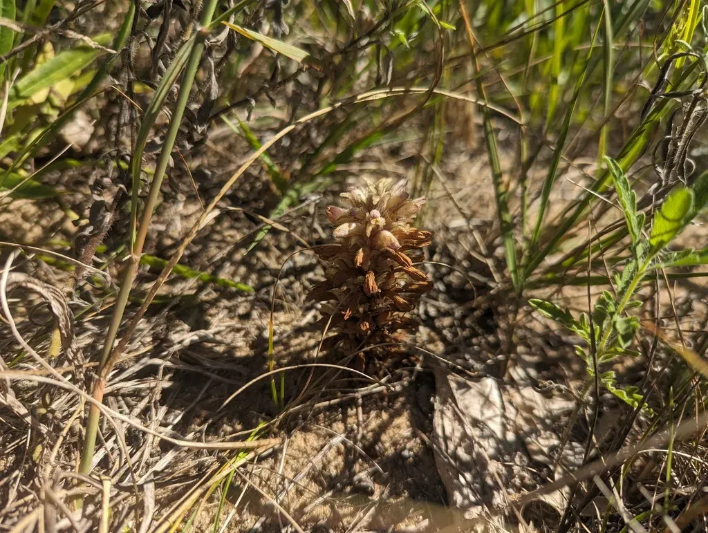 Louisiana Broomrape