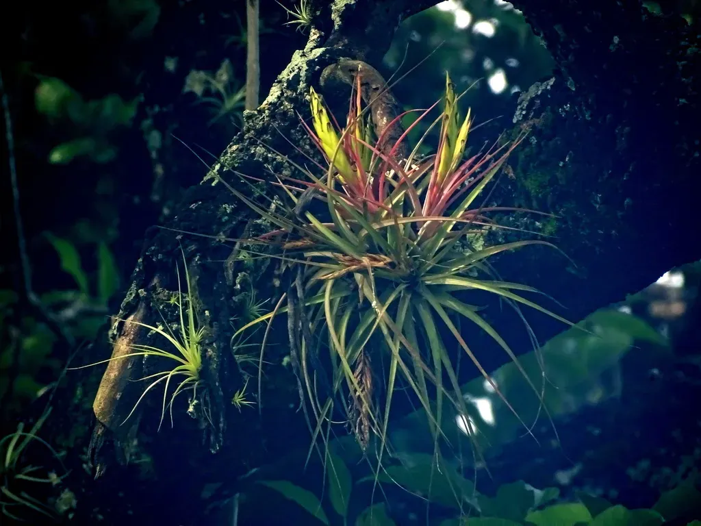 Tillandsia Concolor