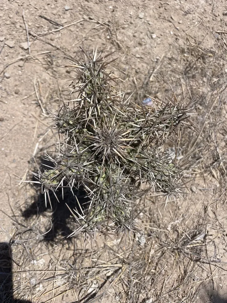 Invicta Corynopuntia