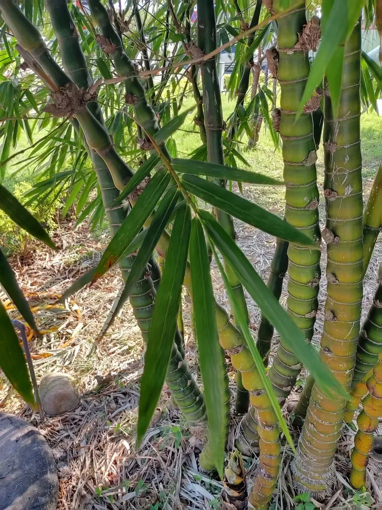 Buddah's-belly Bamboo