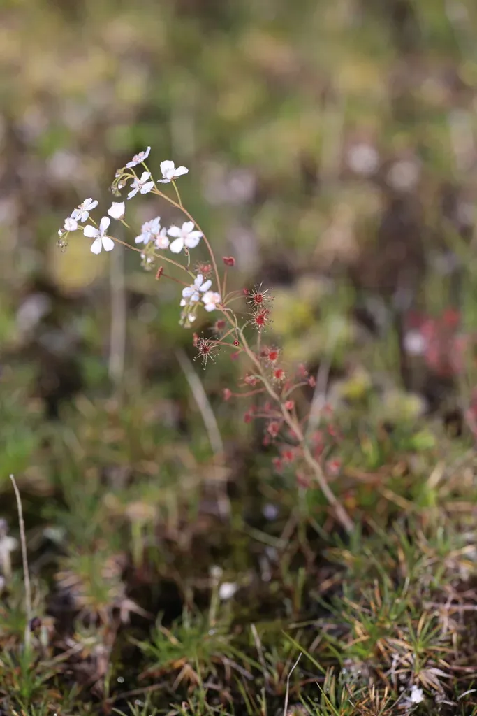 Drosera Graniticola