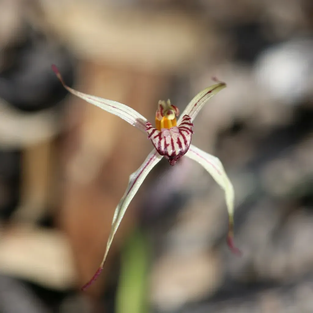 Caladenia Sigmoidea
