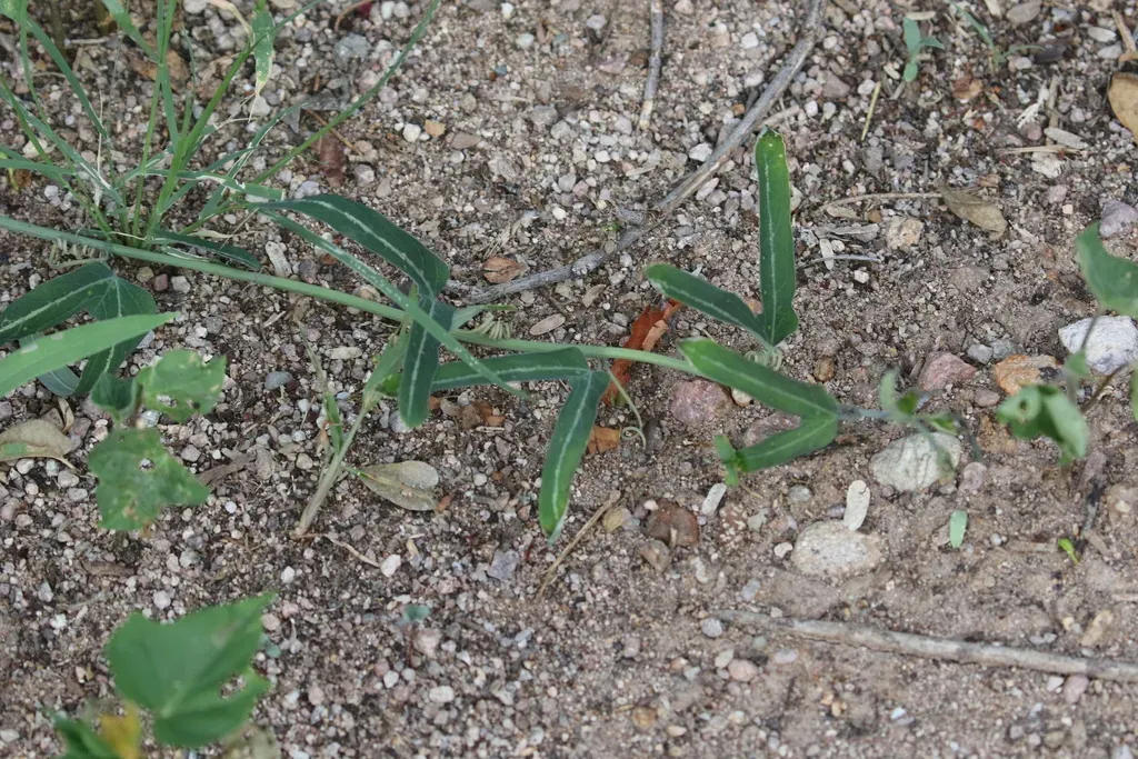 Mexican Passionflower