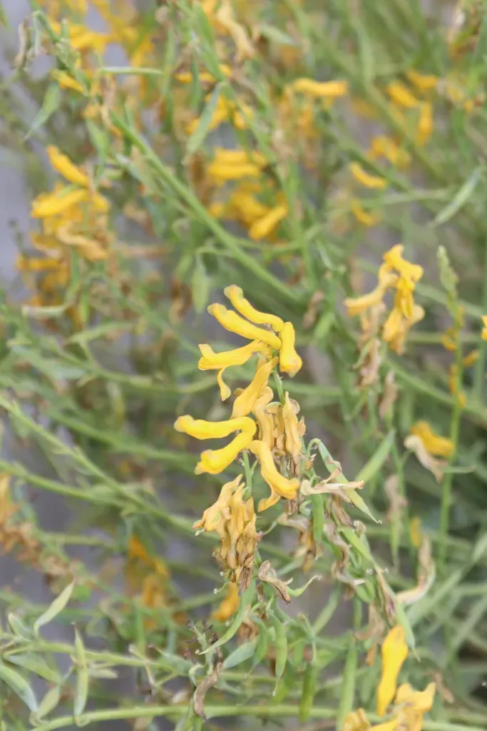 Corydalis Flabellata