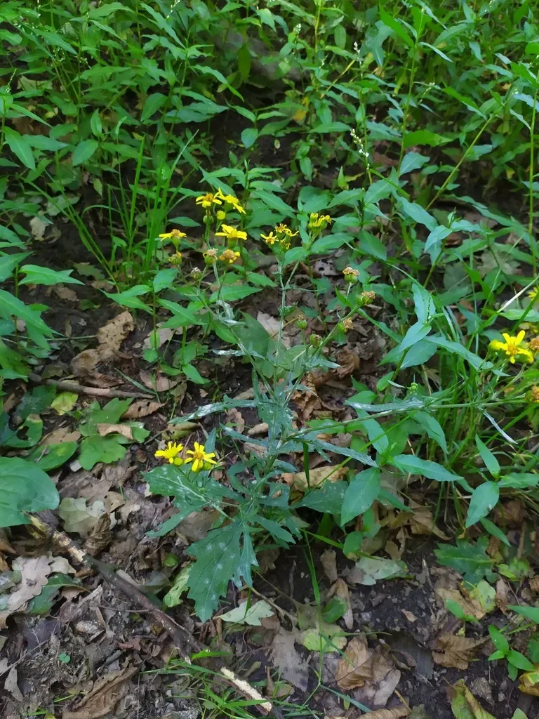 Water Ragwort