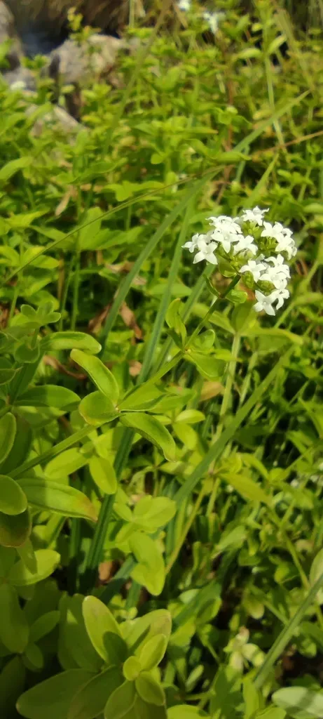 Galium Broterianum