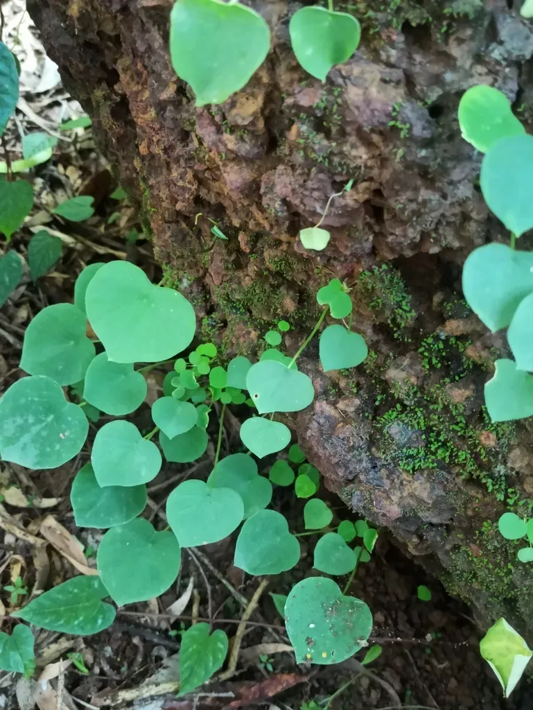 Shield Leaf Ariopsis