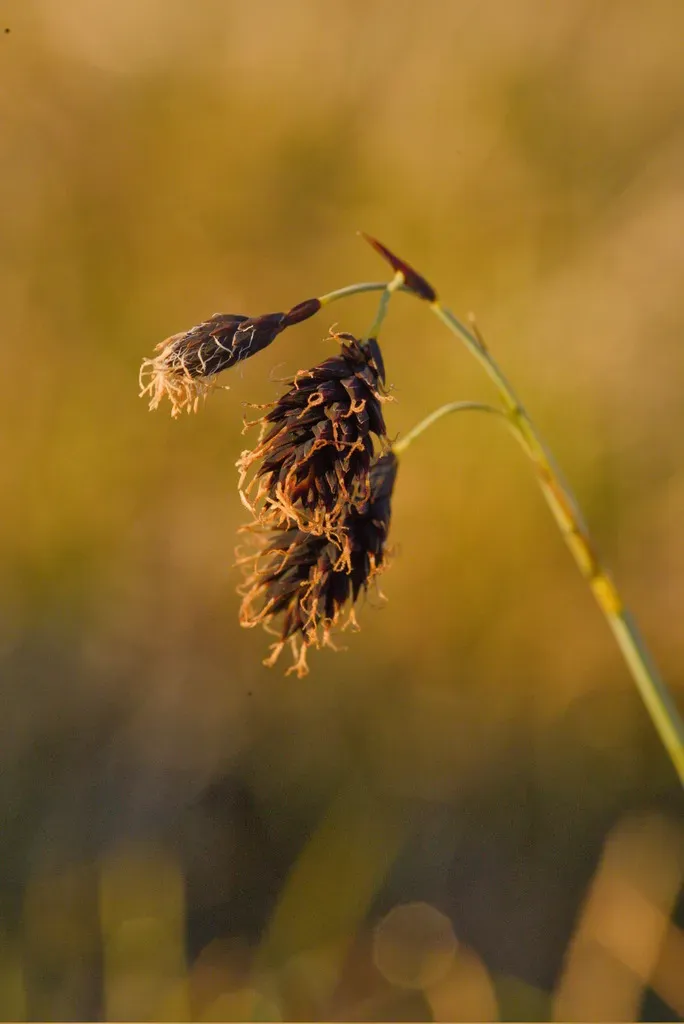 Scorched Alpine-sedge