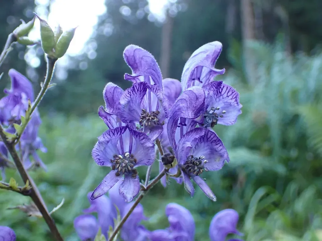 Branched Monkshood