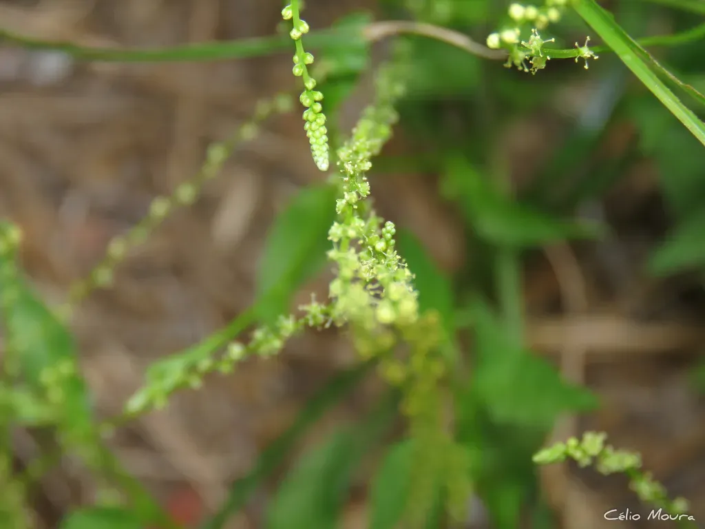 Microtea Celosioides