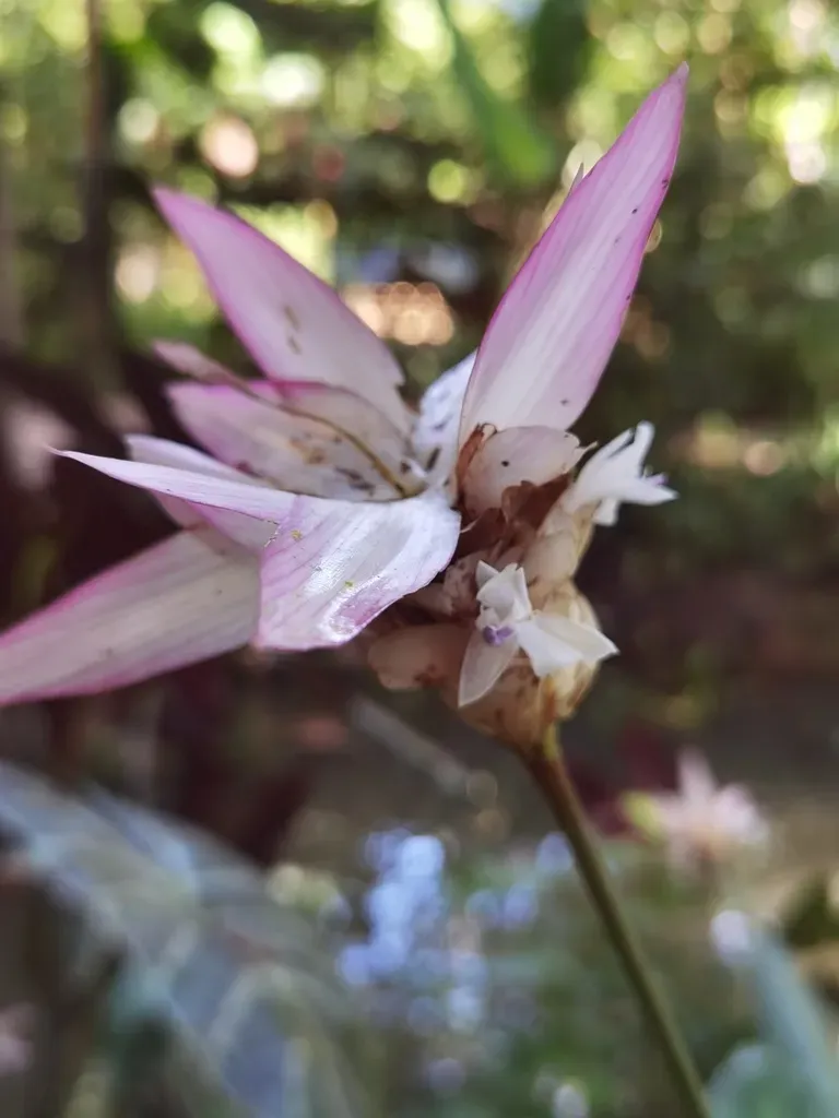 Goeppertia Loeseneri