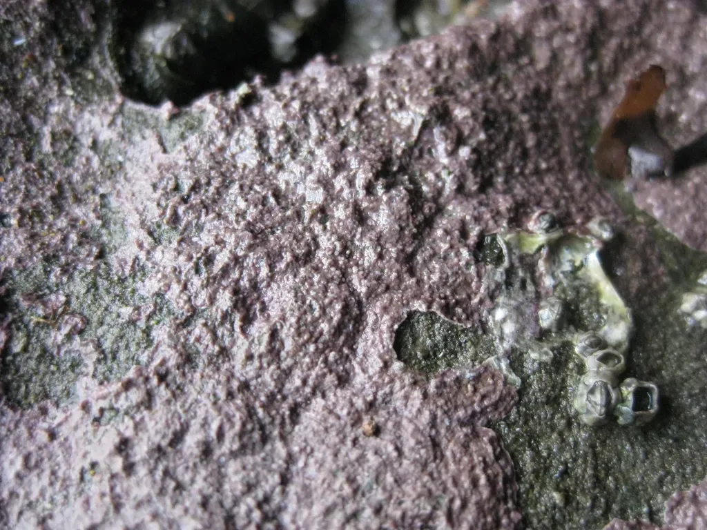 Cochlear Coralline Crust