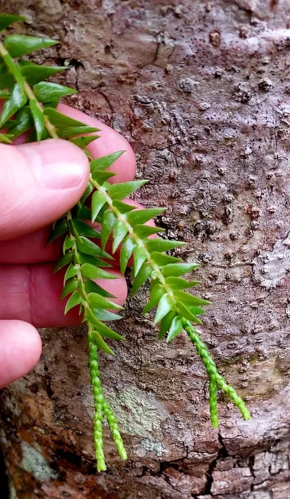 Phlegmariurus Harmsii