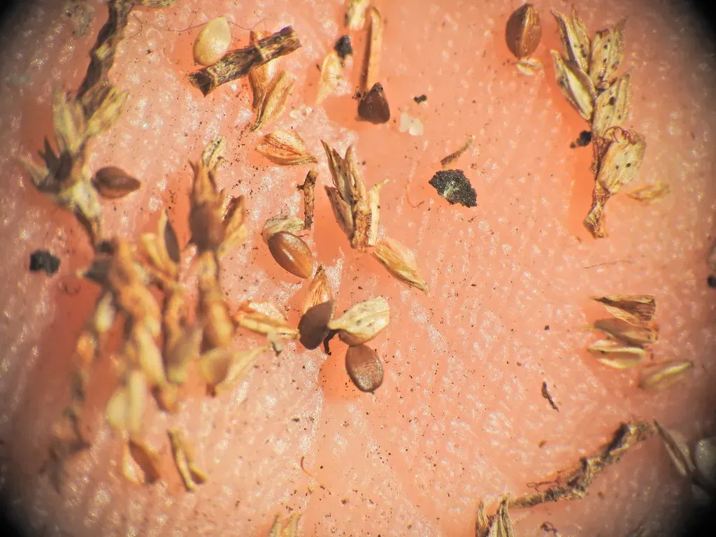 Cyperus Stradbrokensis