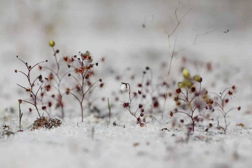 Drosera Salina