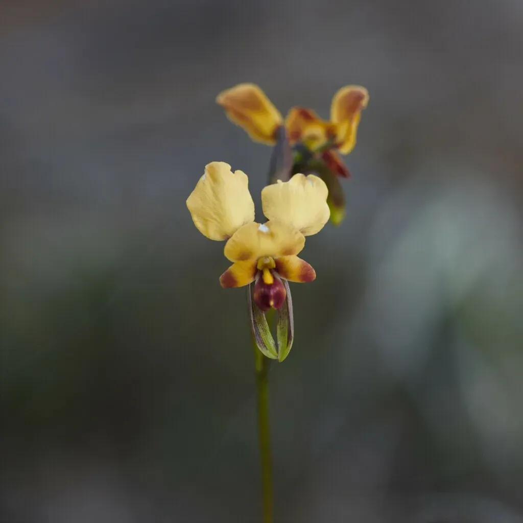 Diuris Brockmanii