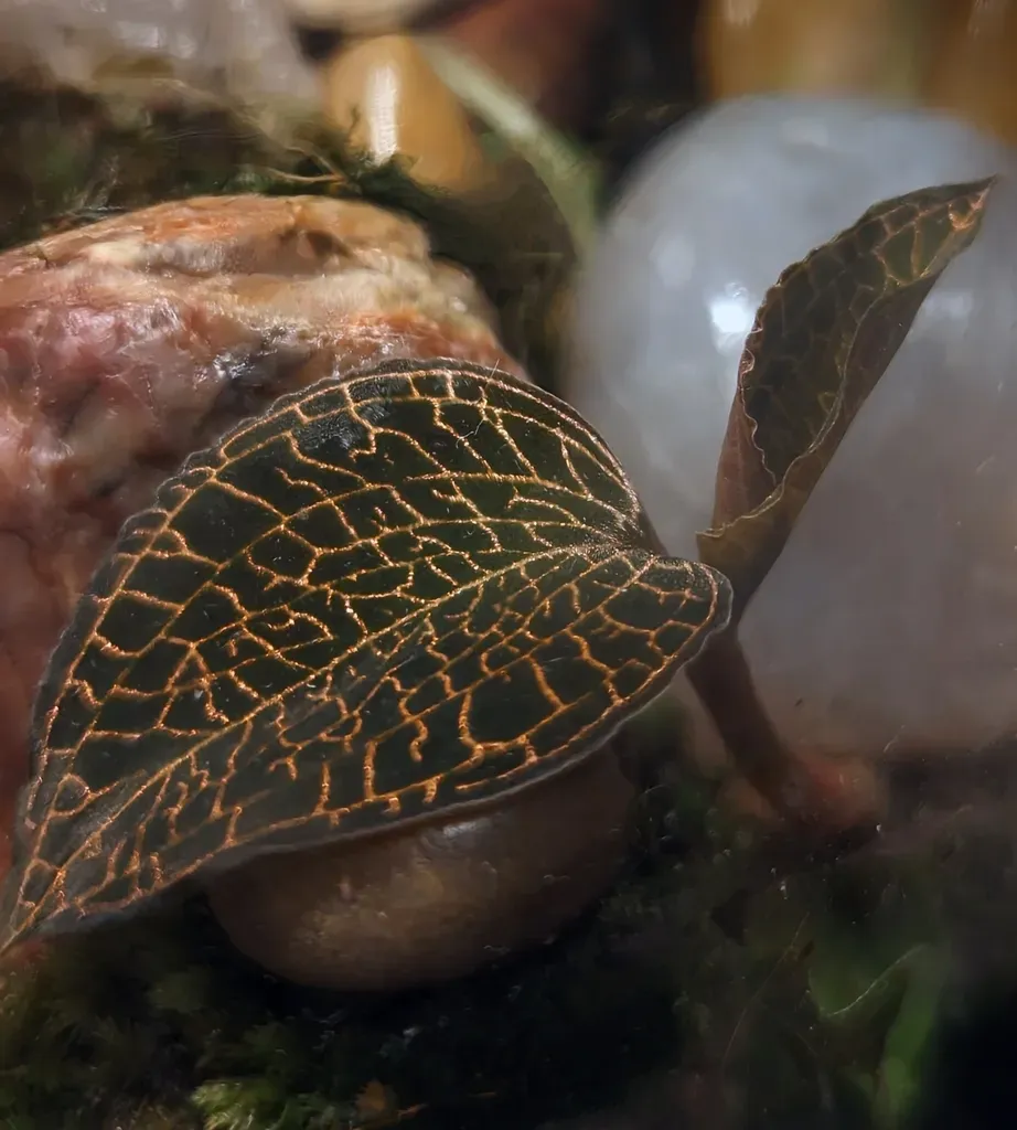 Anoectochilus Roxburghii