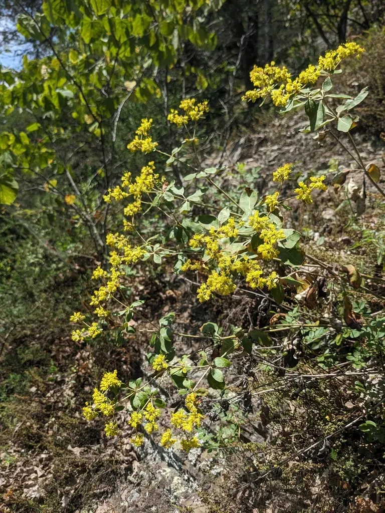 Shale Barren Buckwheat