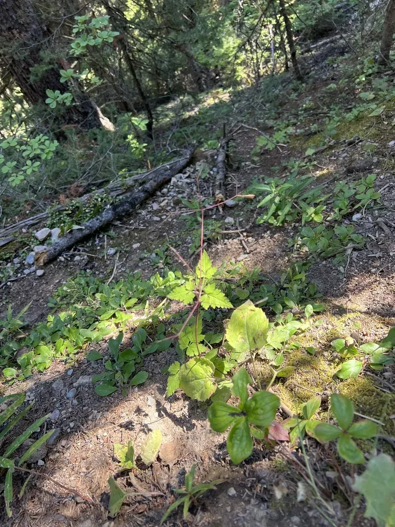 Blunt-fruited Sweet-cicely