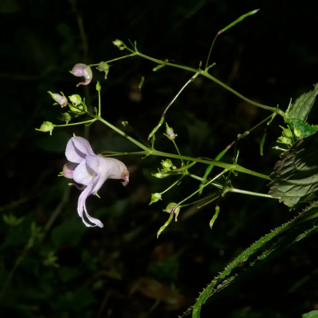 Impatiens Bicornuta