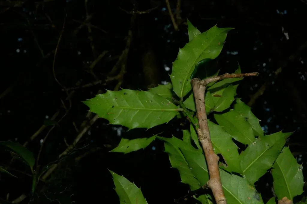 Ilex Dipyrena