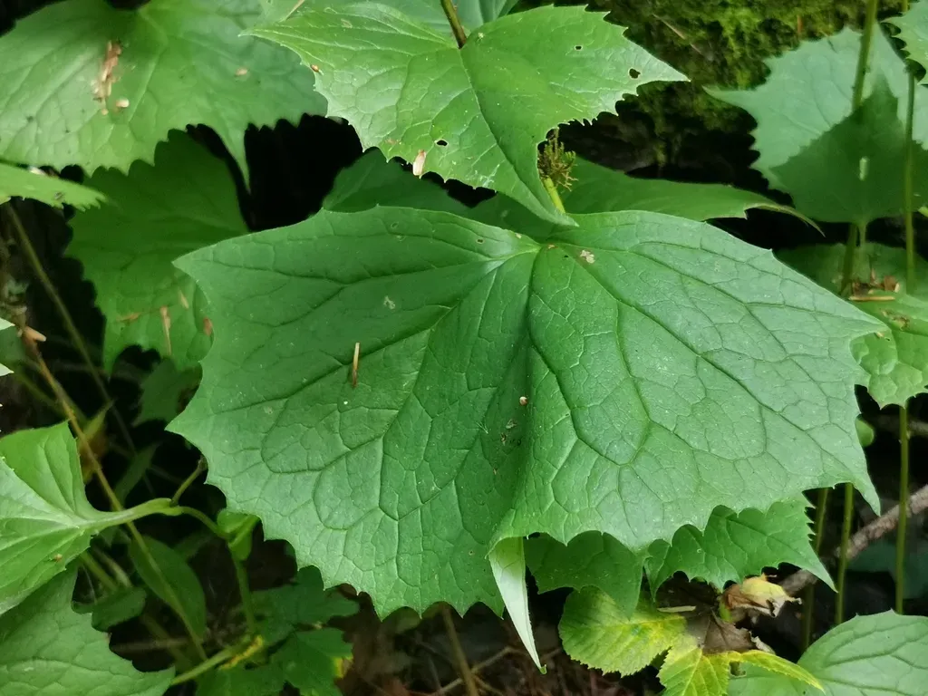 Parasenecio Praetermissus