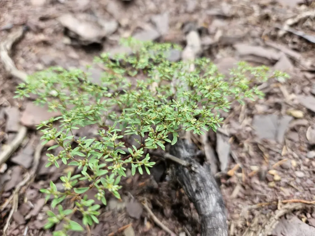 Shale-barren Whitlow-wort