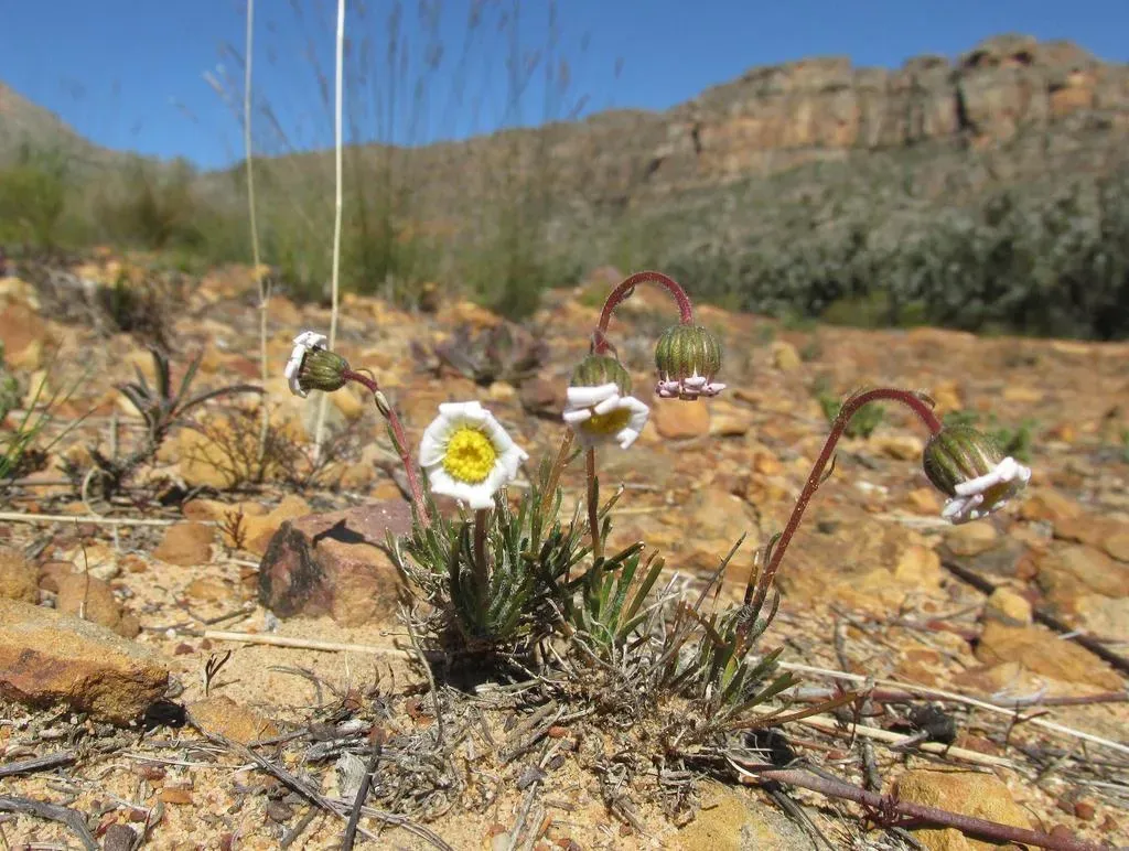 Namaqua Felicia