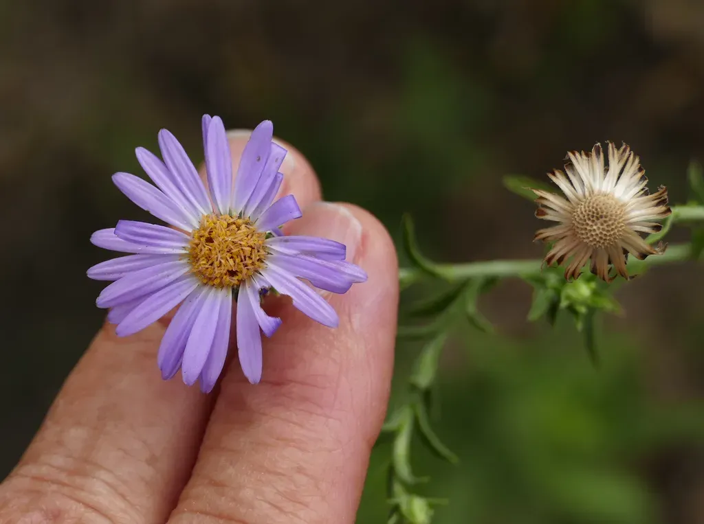 Hoary Aster