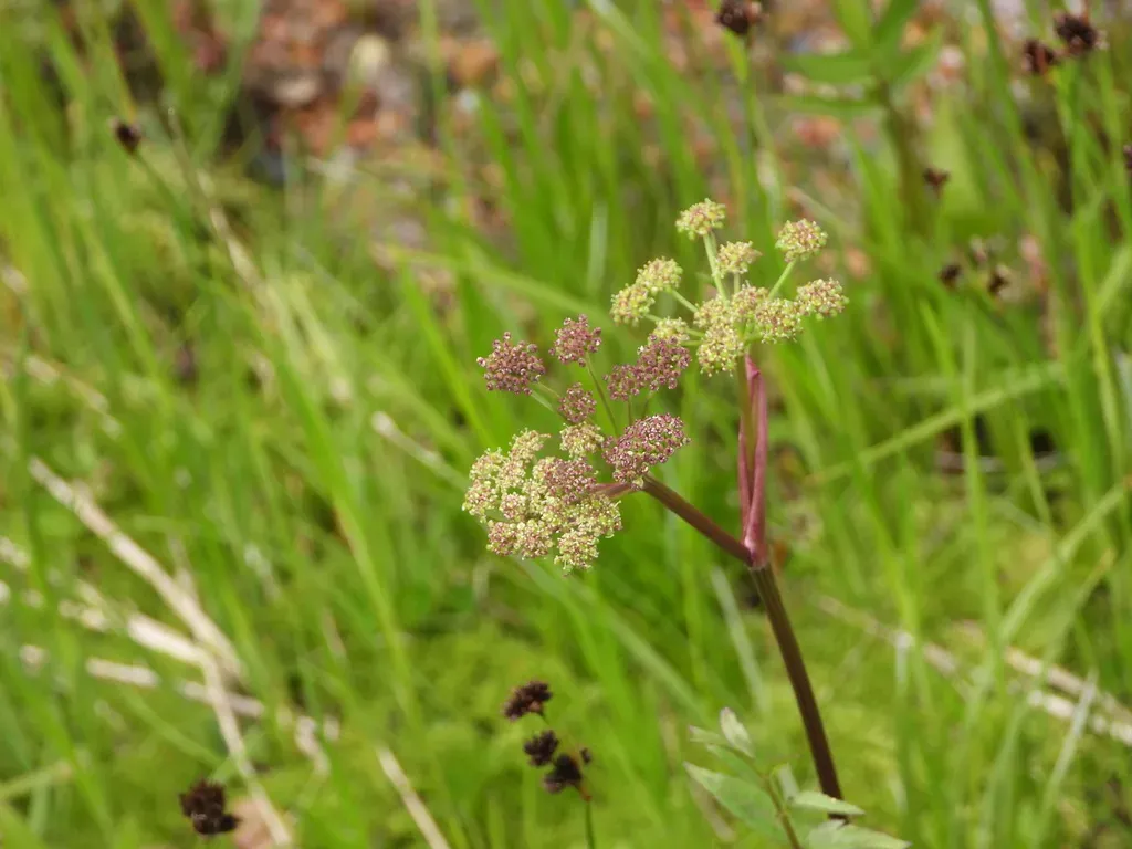 Gray's Angelica