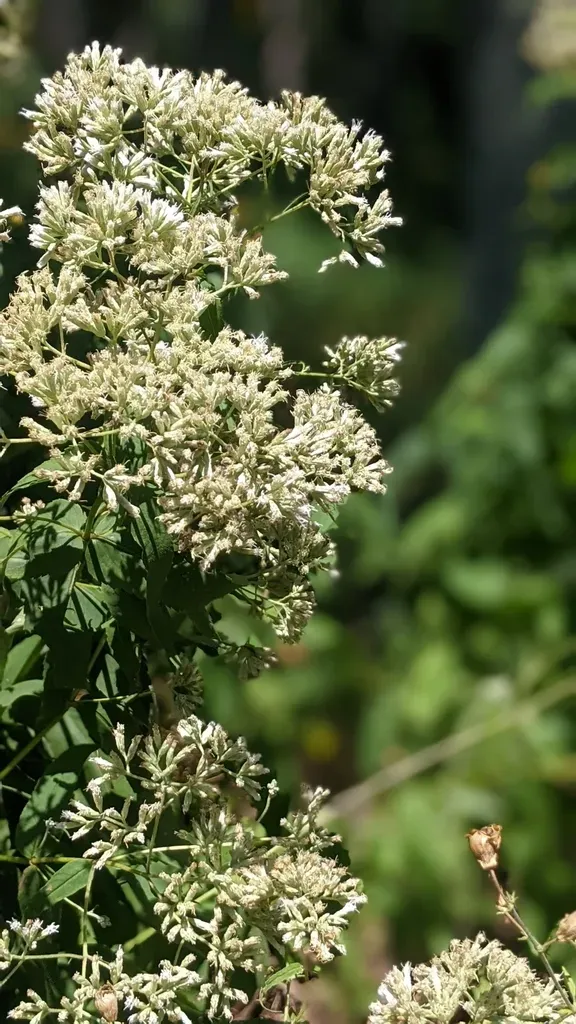 Upland Boneset