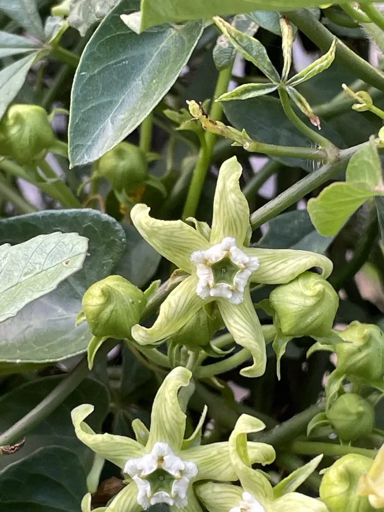 Gonolobus Pectinatus