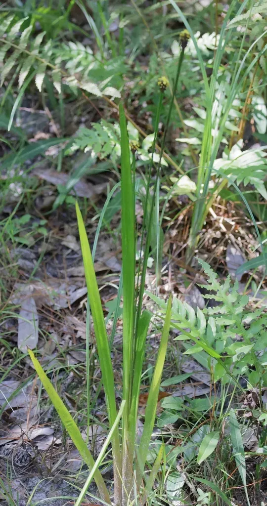 Laxleaf Yellow-eyed Grass