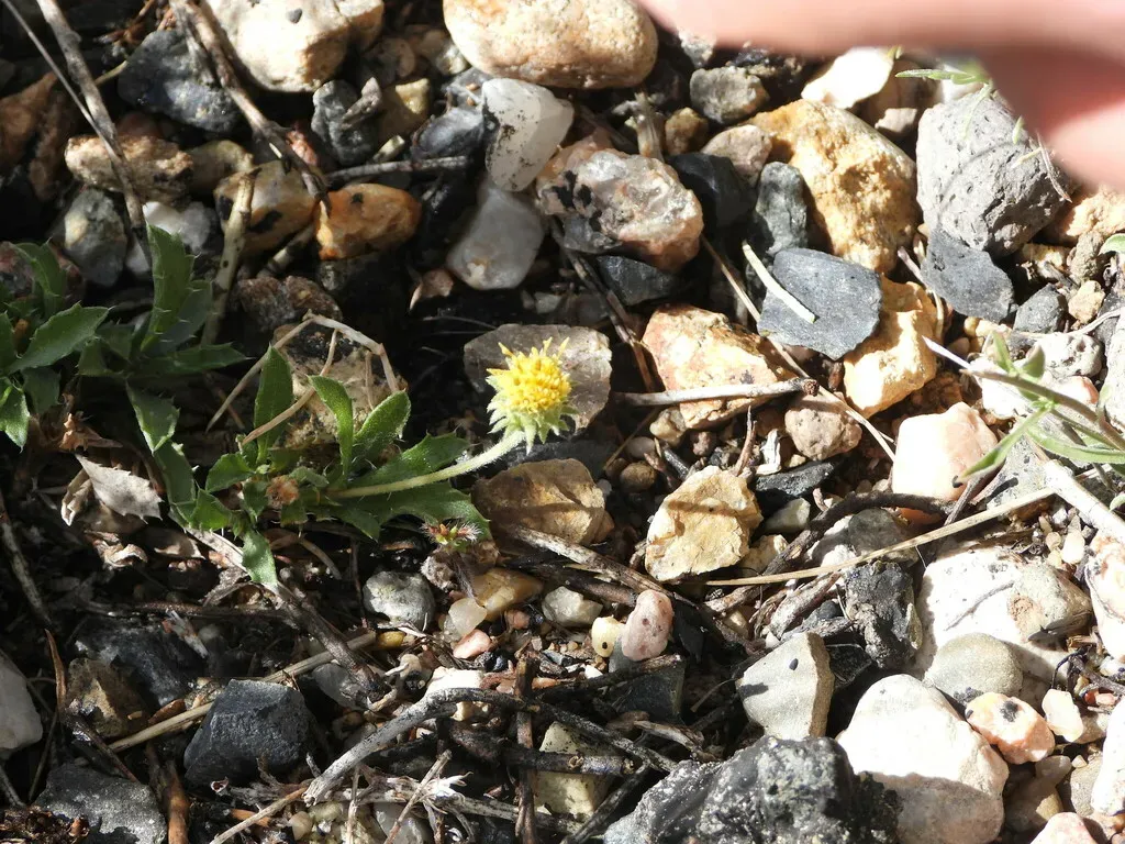 Colorado Tansy Aster