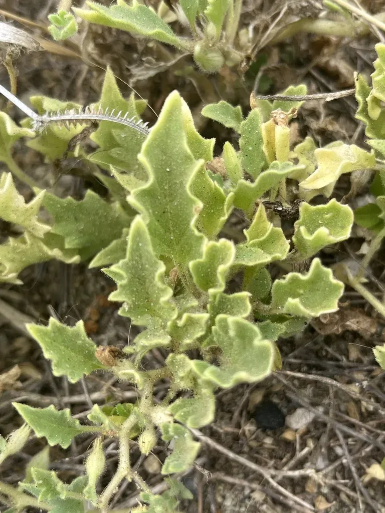 Exodeconus Maritimus