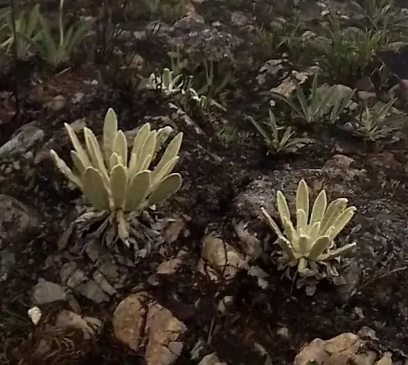 Espeletia Aristeguietana