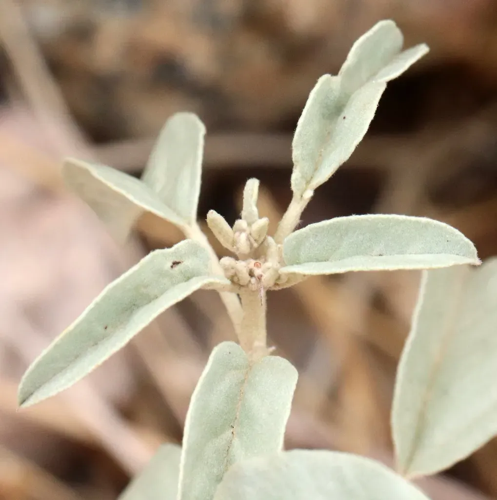 Leatherweed