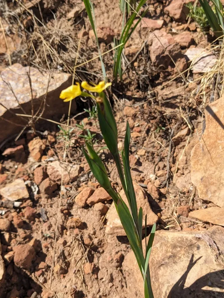 Arizona Blue-eyed Grass