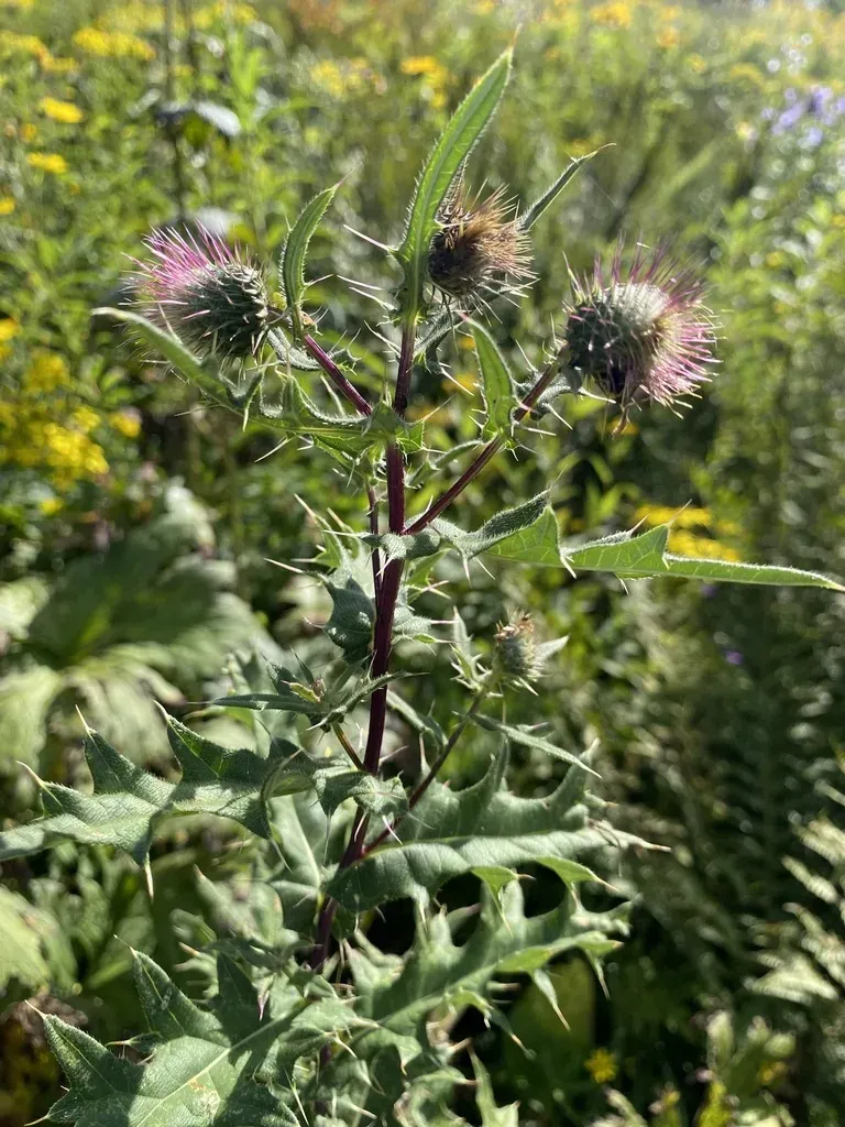 Cirsium Gagnidzei