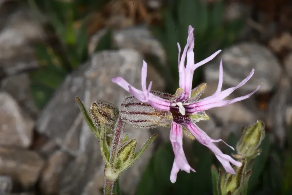 Plateau Catchfly