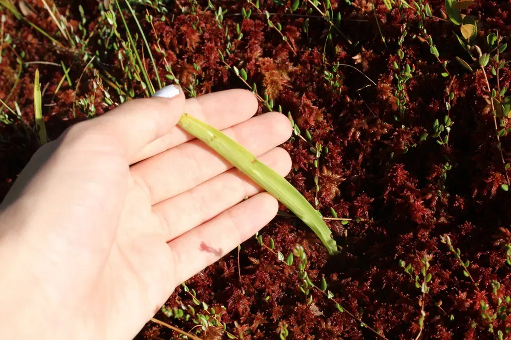 White Fringed Orchid