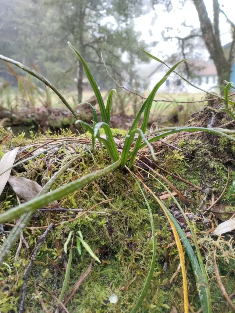 Campyloneurum Austrobrasilianum