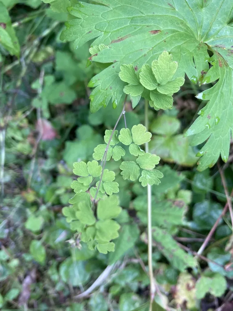 Fewflower Meadow-rue